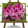 EURO PLANTS VIVAI Rhododendron Rosa Cosmopolitan Pianta Ornamentale su Vaso 22 cm Chioma 45~55 cm