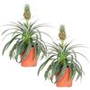 Bloomique - Set di 2 - Ananas Mi Amigo - Pianta di Ananas - Pianta Anti-Russamento - Pianta da Interno - Sicura per gli Animali - Purifica l'Aria - Altezza 30-40 cm - Vaso 12 cm