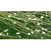 Generic Portal Cool 3 Grappoli: 1-50 Fasci/Piante ossigenante Stagno d'Acqua - Ranunculus aquatilis