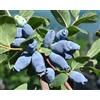 Generico MIRTILLO SIBERIANO - Lonicera kamtschatica Aurora V.15 Pianta cespugliosa Frutta