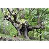 Generico 15 Semi di Faggio Comune (Fagus Sylvatica)