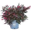 Vannucci Piante - Loropetalum chinense 'Black Pearl'®, pianta vera in vaso, da esterno