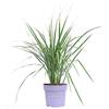 eGarden.store Pianta di Calamagrostis X Acutiflora Overdam pianta da esterno pianta ornamentale di Calamagrostis pianta graminacea pianta vera venduta da eGarden.store