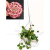 POWERS TO FLOWERS - HOYA ALDRICHII XL, pianta vera