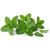 Generico Semi di Menta 6g | Sementi di Menta Aromatica | Pianta Aromatica Profumata per Orto, Vaso e Balcone | Semi da Orto Alta Germinazione | Ideali per Cucina, Tisane e Giardinaggio Domestico