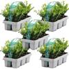 GardenersDream 30X Ilex Crenata 'Jenny' - Piante da siepe sempreverdi resistenti e a bassa manutenzione - Arbusti per tutto l'anno per bordure e arte topiaria