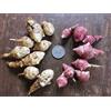 Generic Potseed: 8 tuberi bianchi: topinambur ~ Tuberi bianchi e rossi ~ Sunchoke ~ Seme fresco biologico