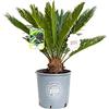 Vannucci Piante - Palma, Cycas revoluta, Pianta vera in vaso di Vannucci Piante, Pianta da esterno, Palma