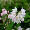 le Georgiche Vivai le Georgiche - Pianta vera di Deutzia Yuki Cherry Blossom Deutzia x rosea 'Ncdx2' Deuzia - vaso Ø 18 cm
