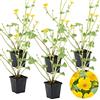 Bloomique - Set di 6 - Caltha Palustris - Calta Palustre - Pianta da Stagno - Resistente al Freddo - Alta 15-25 cm - Vaso 9 cm