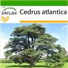 SAFLAX - Cedro dell'Atlante - 20 semi - Con substrato - Cedrus atlantica