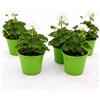 POWERS TO FLOWERS - GERANIO ZONALE HERCULES, PELARGONIUM, 5 PIANTE VASO 14, BIANCO, piante vere