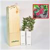 FINCA CASAREJO Lentisco | Arbusto mediterraneo | Albero con frutti commestibili | Giovane germoglio di 30 cm ricevuto in scatola di legno riutilizzabile | 2 unità