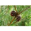 Vivaio di Castelletto Pino silvestre Pinus sylvestris pianta in vaso ø19 cm h. 70/90 cm - Vivaio di Castelletto