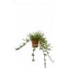 VANDAS Gramignone Stenotaphrum secundatum - Tappeto Erboso Macroterma | Foglia Larga, Resistente al Calpestio | Vaso 11.5cm | Ideale per Giardini Mediterranei | Made in Italy