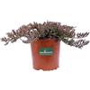 eGarden.store pianta di Juniperus Horizontalis Blue Chip pianta tappezzante pianta vera tappezzante di pino venduata da eGarden.store