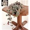 POWERS TO FLOWERS - HOYA CURTISII, vaso 11cm diametro, Pianta vera