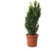 KENTIS - Euonymus Japonicus Benkomasaki con Decorazione Vaso in Juta - Evonimo Giapponese - Piante Vere da Esterno da Siepe - H 60-80 cm Vaso Ø 24 cm