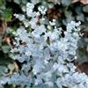 Vivaio di Castelletto Eucalipto azura Eucalyptus gunnii Azura pianta in vaso ø19 cm h 40/50 cm FOTO REALI Vivaio di Castelletto