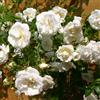 GardenersDream Rosa Rampicante Bianco - Pianta di Rosa in Vaso Resistente e a Bassa Manutenzione - Rampicante Fiorita per Muri, Pergolati e Recinzioni