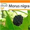 SAFLAX - Garden in the Bag - Gelso nero - 200 semi - Morus nigra