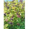 Generisch Sambucus nigra Haschberg di sambuco a frutto grosso nero, 60-80 cm