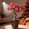 CUIKWA Rosa del Deserto Rara/Perenne Resistente/Tubero di Rosa del Deserto/Rara/Bassa Manutenzione/Decorazione d'Interni-1 Rizoma-E