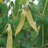 Generic Taccole - Baccelli gialli (100 semi), raccolti in un mercato in India - Baccelli commestibili