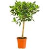 Bonplants Ficus, Alberello Sempreverde, Vaso 21 cm, h 85 cm (Australis)