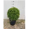 Vivaio Garden Forest Buxus Sempervirens (Bosso) a Palla - Pianta Ornamentale Sempreverde in Forma Sferica - Perfetta per Siepi, Bordure, Vasi o Giardini Geometrici.