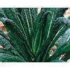Italsementi CAVOLO NERO - CAVOLO LACINIATO NERO DI TOSCANA (Brassica oleacea L. var. acephala) - SEMI