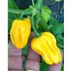 GHINO DI TACCO SEMI PEPERONCINO-7 HABANERO-HABANERO ROYAL GOLD-HABANERO PURPLE-HABANERO RED SAVINA-HABANERO YELLOW-HABANERO WHITE BULLETY-HABANERO EL REMO-HABANERO BOLIVIAN ROSA-