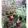 GHINO DI TACCO HABANEROMANIA!!!! 15 VARIETA'-HABANERO CHOCOLAT-HABANERO SURINAME RED-HABANERO KOPPAL KARNATAVA-