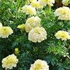 Generic Portal Cool Marigold- Tagetes Erecta- Bianco- 25 semi- Bogo 50% de réduction sur la vente
