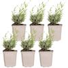 Bloomique - Set di 6 - Lavandula angustifolia 'Hidcote' - Lavanda vera - Pianta di lavanda - Resistente al freddo - Altezza 10-20 cm - Vaso 9x9 cm