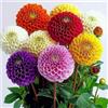 SemiSauvage 35 Semi di Dahlia Pompon misti - SemiSauvage Permaculture