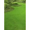 SEMIMEL Paspalum Notatum/Gramignone - Prato Perenne per Terreni Salini, Controllo Erosione, Tollerante e Resistente - 1 lb di Semi 3 confezioni