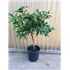 Generico Pianta di Kumquat, mandarino cinese, Fortunella Margarita, vaso20cm, H60cm