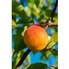 Generico Albero di Albicocco, Pianta da Frutta, Età 2-3 Anni, Altezza 130-150 cm (Bulida)