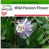 SAFLAX - Fiore della passione - 5 semi - Con substrato - Passiflora incarnata