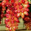 VJIDOSO Rizomi d'uva,resistenti,Uva a tavoletta,acquista viti,Gratis e fragrante,Rare,Rizomi d'uva coltivazione,Decorazioni da giardino,Bellissima,Piantare la vite.-1knolle-E