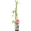 Bloomique - Rubus idaeus 'Heritage' - Lampone - Pianta da frutto - Piante da giardino - Resistente al freddo - Alta 50-70 cm - Vaso 15 cm