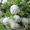 Generic Viburno palla di neve 40-60 cm Vaso - Viburnum opulus - Fioritura bianca primaverile