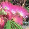 Generico 30 Semi di Acacia di Costantinopoli (Albizia Julibrissin) - Pianta Ornamentale dai Fiori Rosa