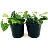 POWERS TO FLOWERS - SCINDAPSUS PICTUS, 2 PIANTE, piante vere