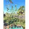 Vivai Piante Ferretti Photinia Fraseri Red Robin Alt. 60/80 cm - Foto Reali