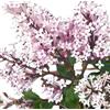 Generisch Nano Lilla Fragranza Lilla Syringa Meyeri 'Palibino' Lilla 20-30 cm