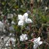 le Georgiche Vivai le Georgiche - Pianta vera di Gaura lindheimeri Sparkle White - vaso Ø 10 cm