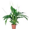 Flowerbox Fiore di luna 3 a 5 fiori/boccioli - pianta da interno di facile manutenzione, Spathiphyllum - altezza circa 50 cm, vaso Ø 13 cm