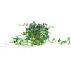 Flowerbox Edera comune verde - pianta da interno di facile manutenzione, Hedera helix - altezza ca. 20 cm, vaso Ø 13 cm